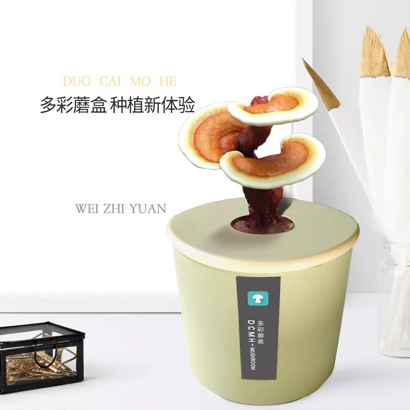绿植菌种蘑菇菌包蘑菇种植桶装蘑菇种植菌包菌棒家庭种植蘑菇盆栽