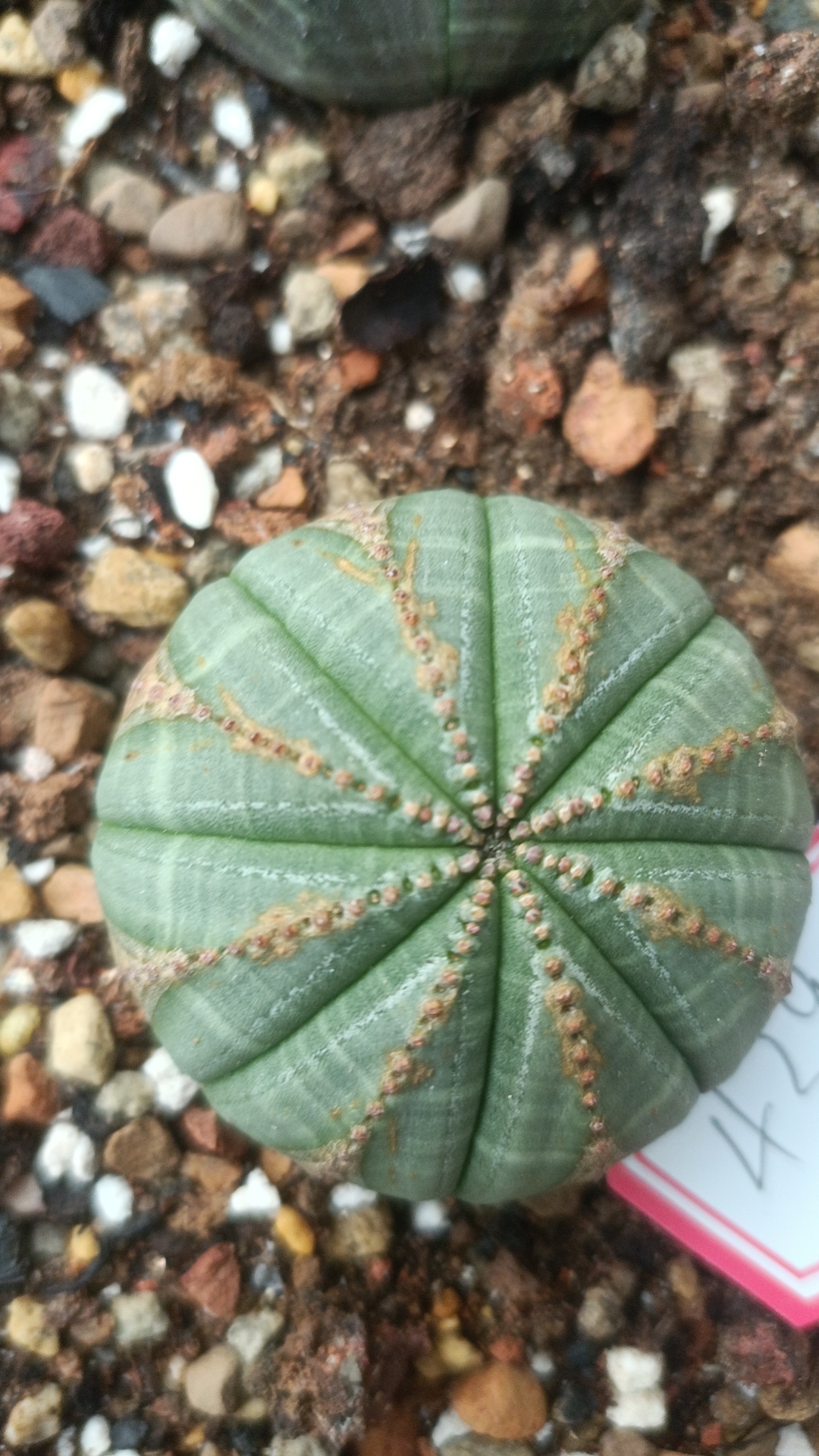布纹球一物一拍（直播间）植物