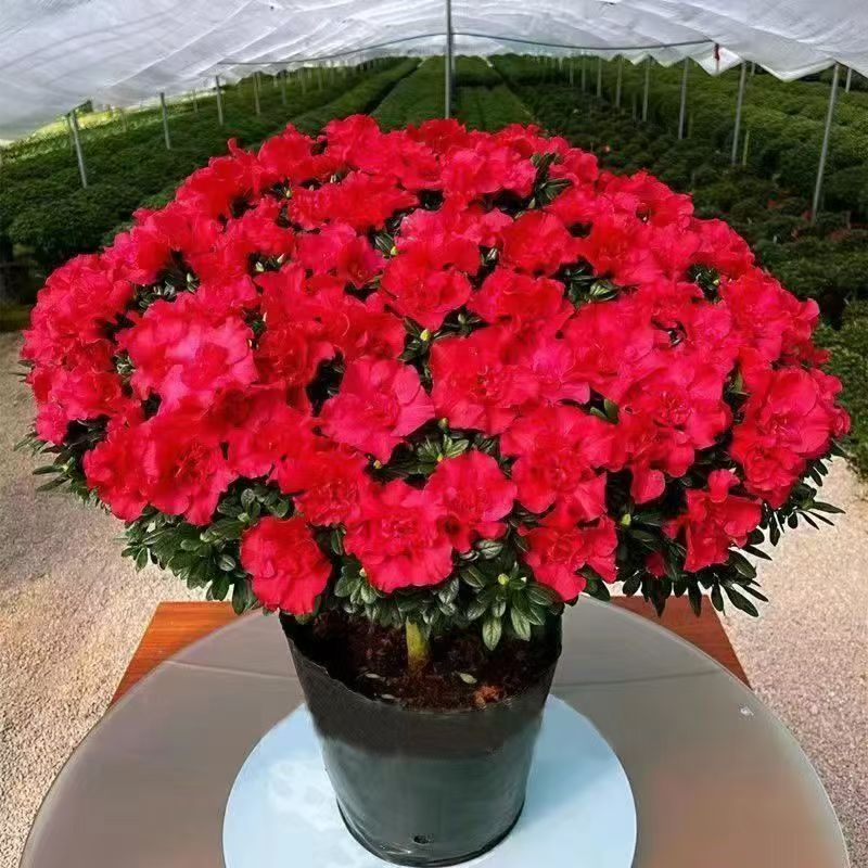 杜鹃花特大杜鹃盆栽四季开花老桩花卉室内外绿植阳台好养