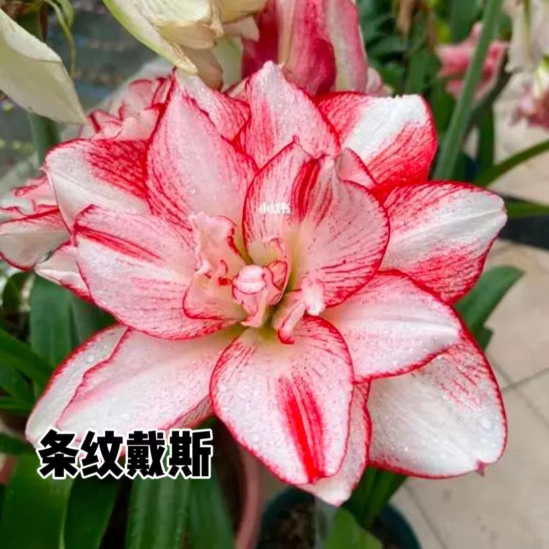 【条纹戴斯】进口朱顶红大花型双瓣生荷兰种球裸球室内成活现货种植