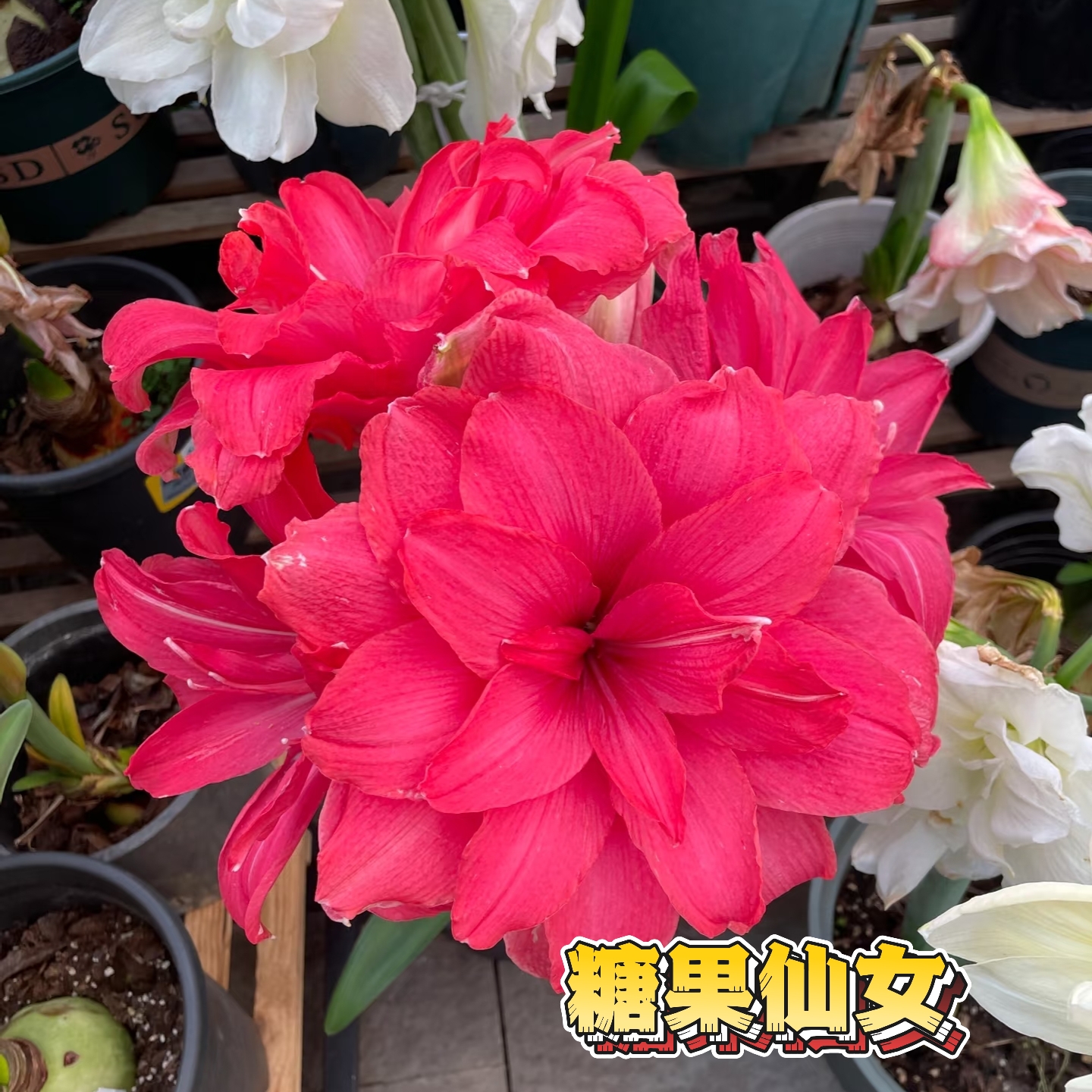 【糖果仙女】进口朱顶红大花型带花苞发货荷兰盆栽不包后期养护