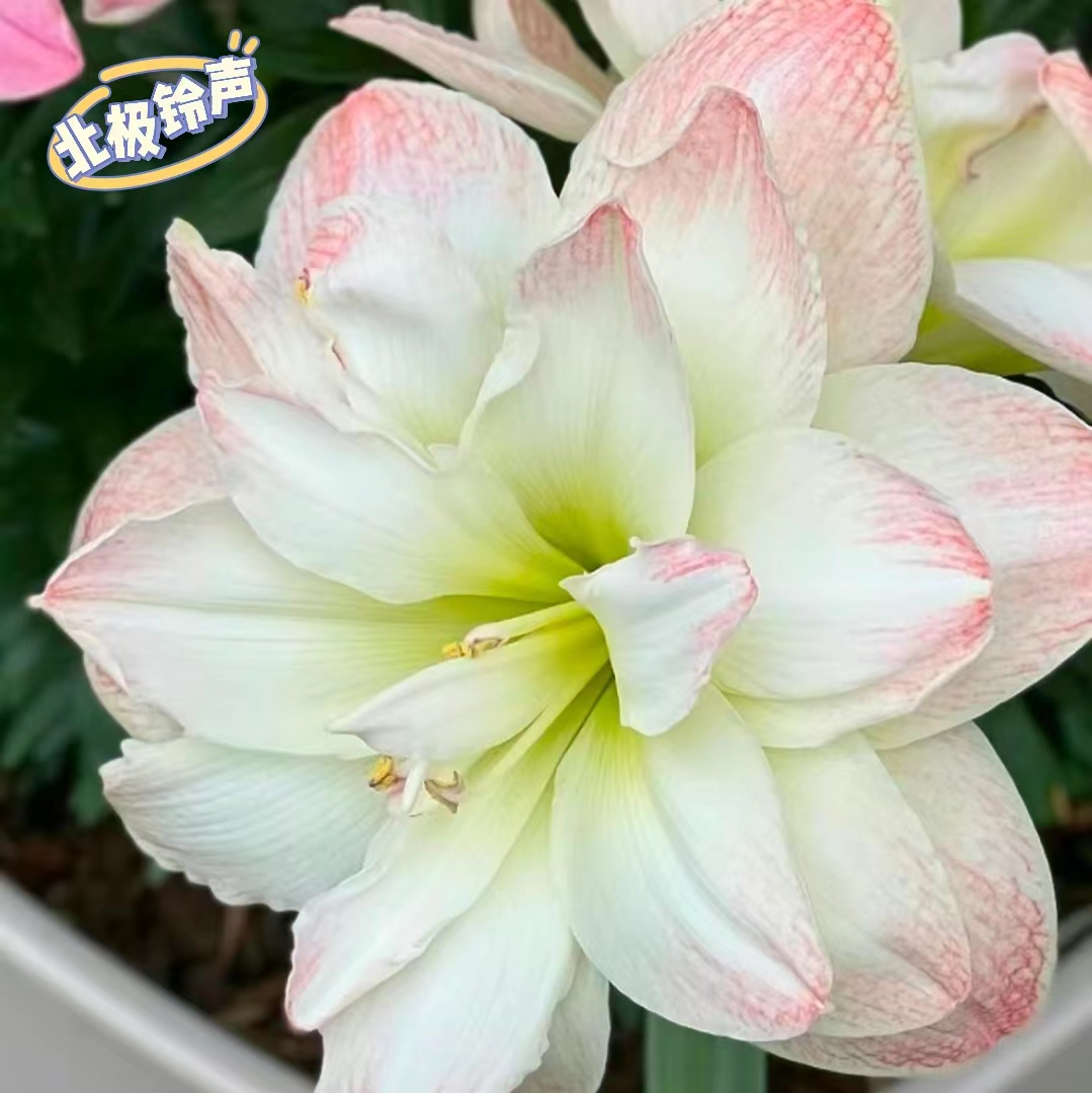 【北极铃声】现货种植进口朱顶红大花型双瓣生荷兰种球裸球室内成活