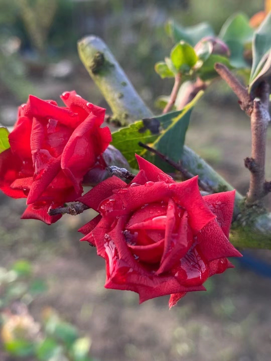 赤八重名贵稀有品种开花似玫瑰杯苗发货