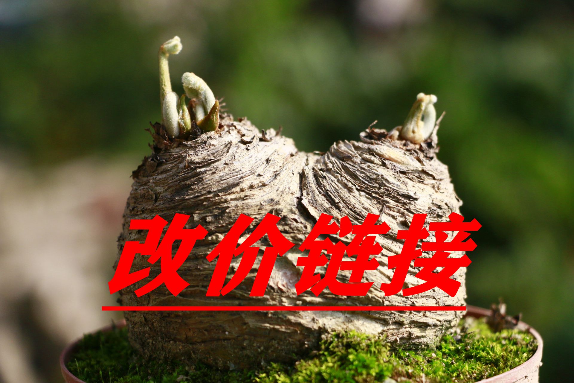 墨西哥铁树  南北方室内室外好养易活绿植