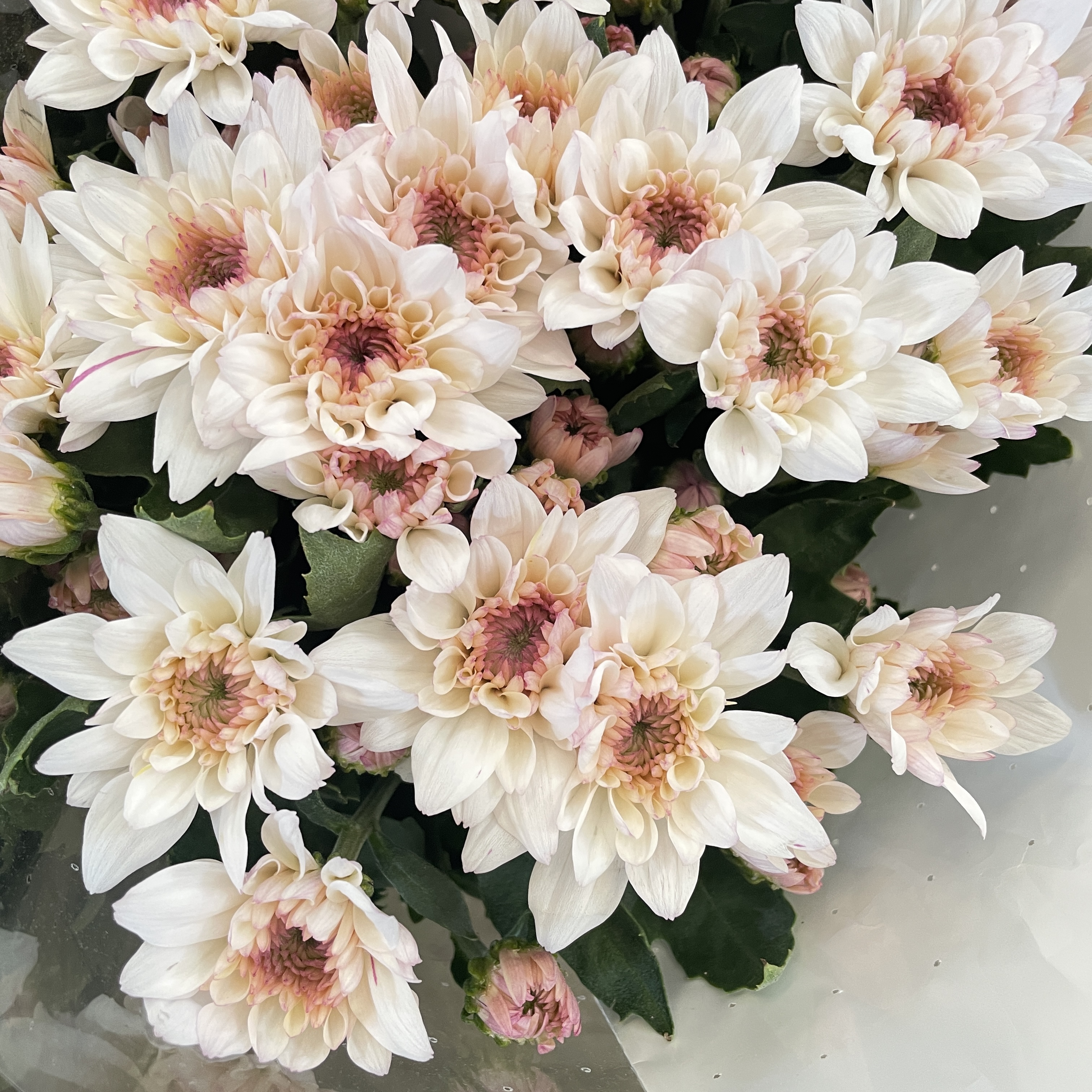 奶油蛋糕 小雏菊10支/1把