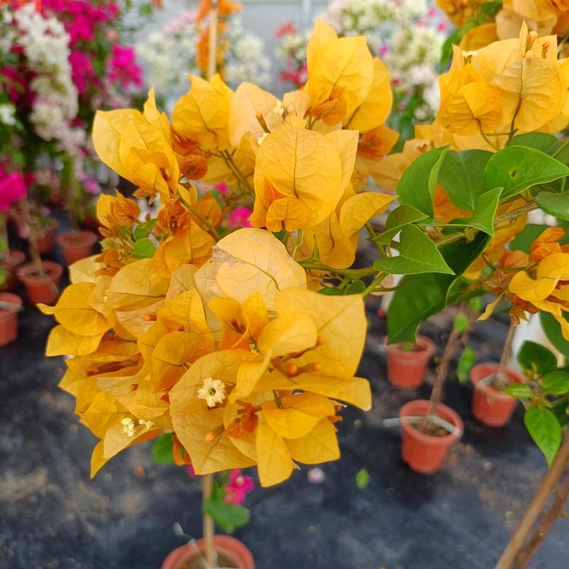 三角梅精品老桩  直播间  一物一拍