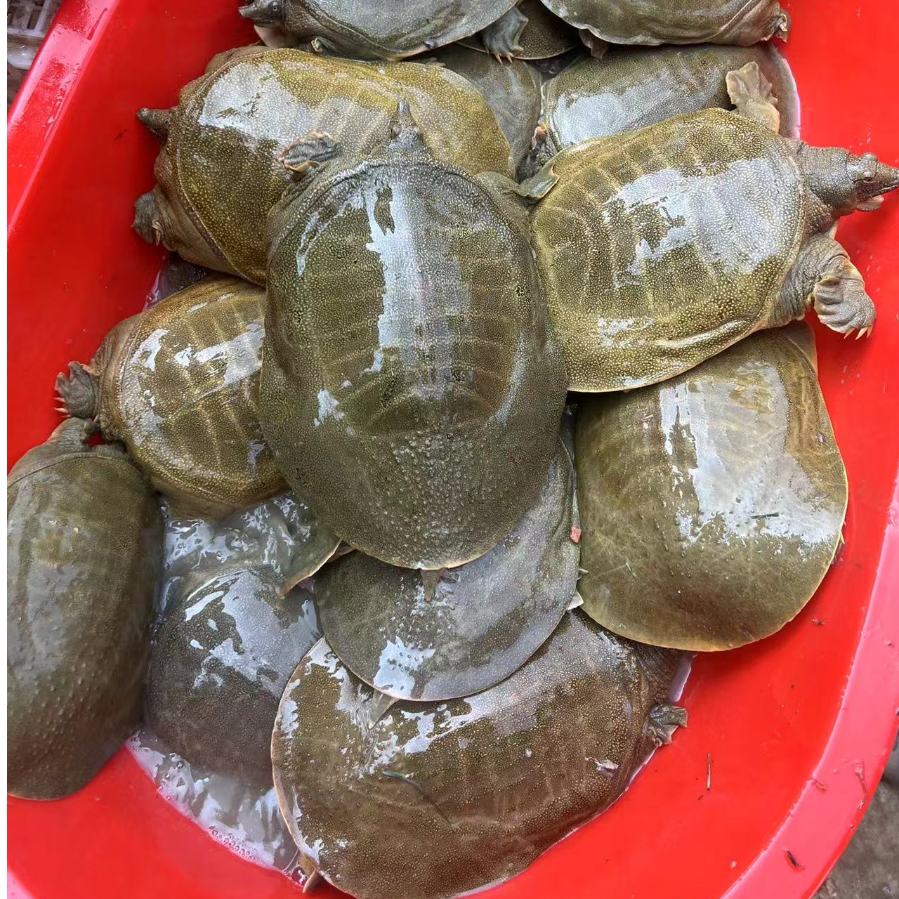 一物一拍鲜活甲鱼包活外塘生态青黄背老鳖:（路上少水份1一2两）