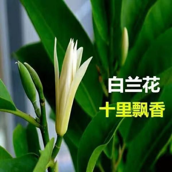 双色白兰花黄兰花黄角兰大型四季常青好养活净化盆景香水清香绿植