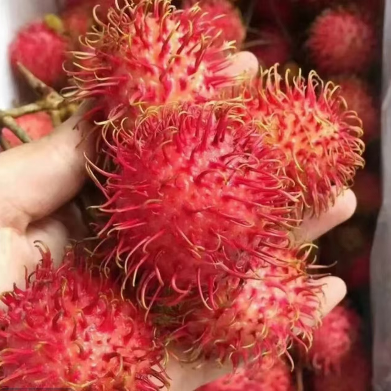 【1.5斤左右一盒 空运红毛丹】酸甜可口