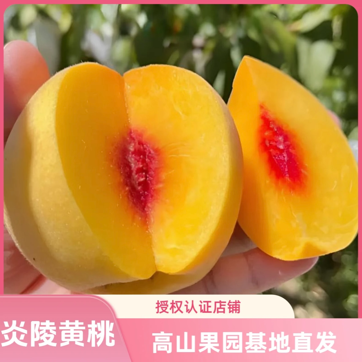 湖南炎陵高山锦绣黄桃果园现摘现发应季新鲜水果5斤/10斤