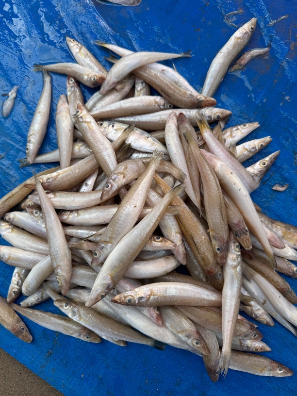 沙丁鱼青岛崂山发货四斤起(小沙丁一斤40条左右)