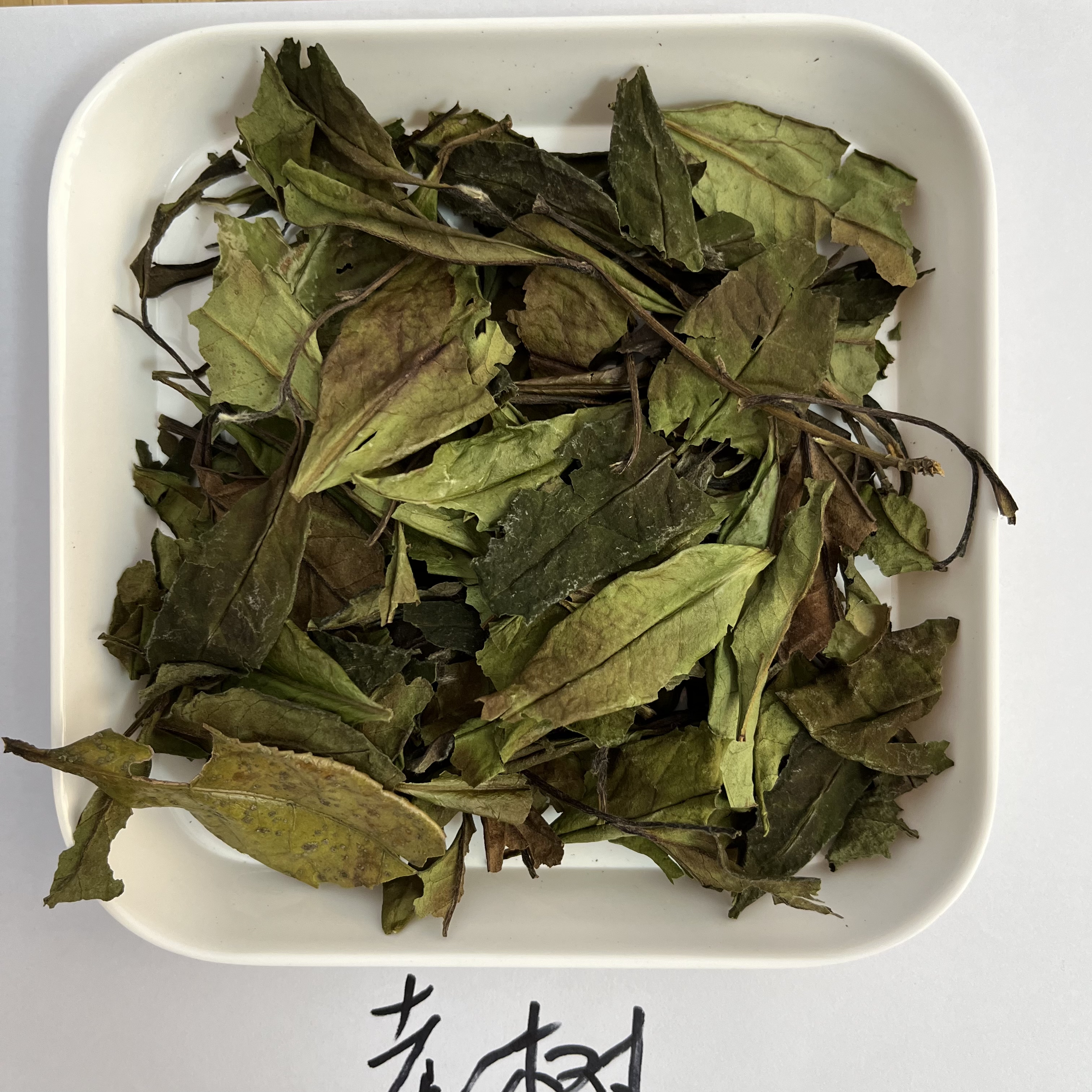 【荒野老枞】福鼎磻溪老树