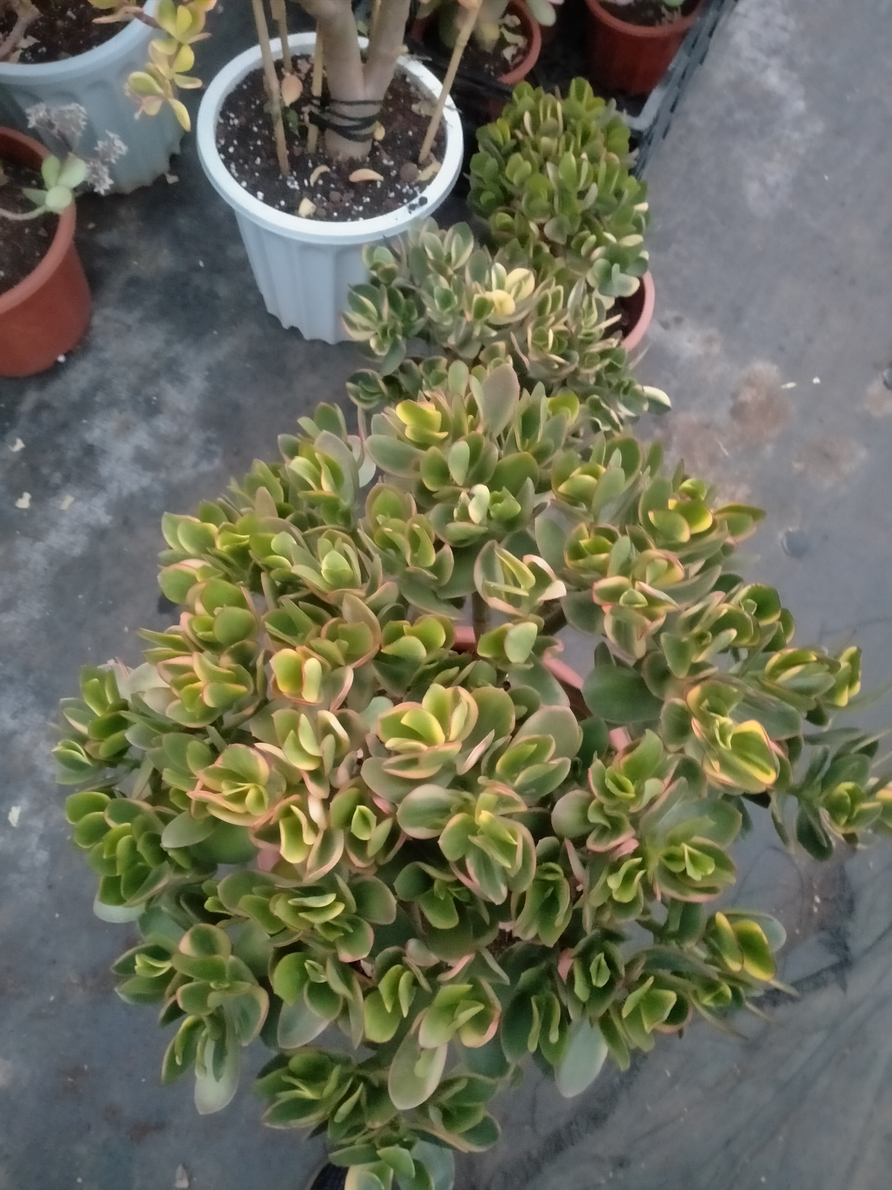 新花月锦多肉植物