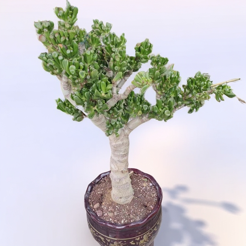 马蹄吸才树老桩多肉植物