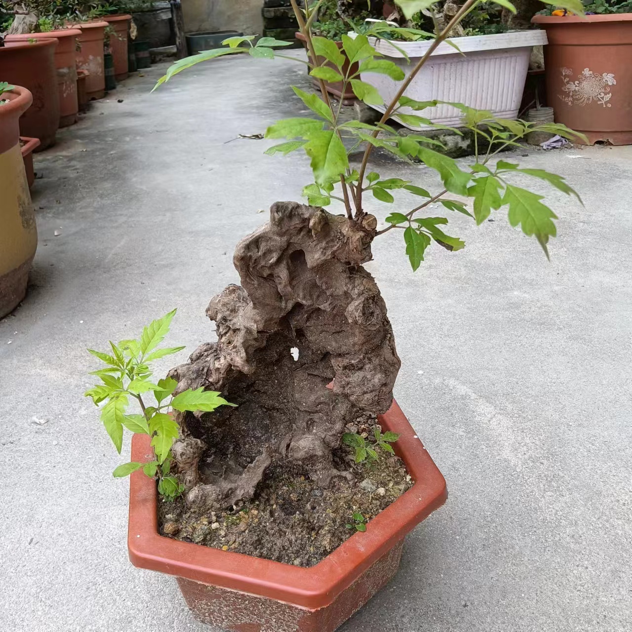 黄荆榴莲（盆景素材）直播抢拍黄荆盆景大型