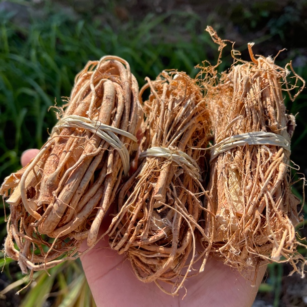 农村山货 五指毛桃