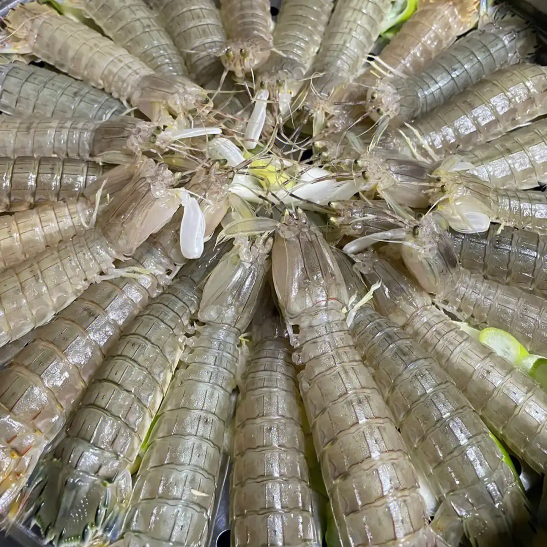 鲜活皮皮虾 虾爬子