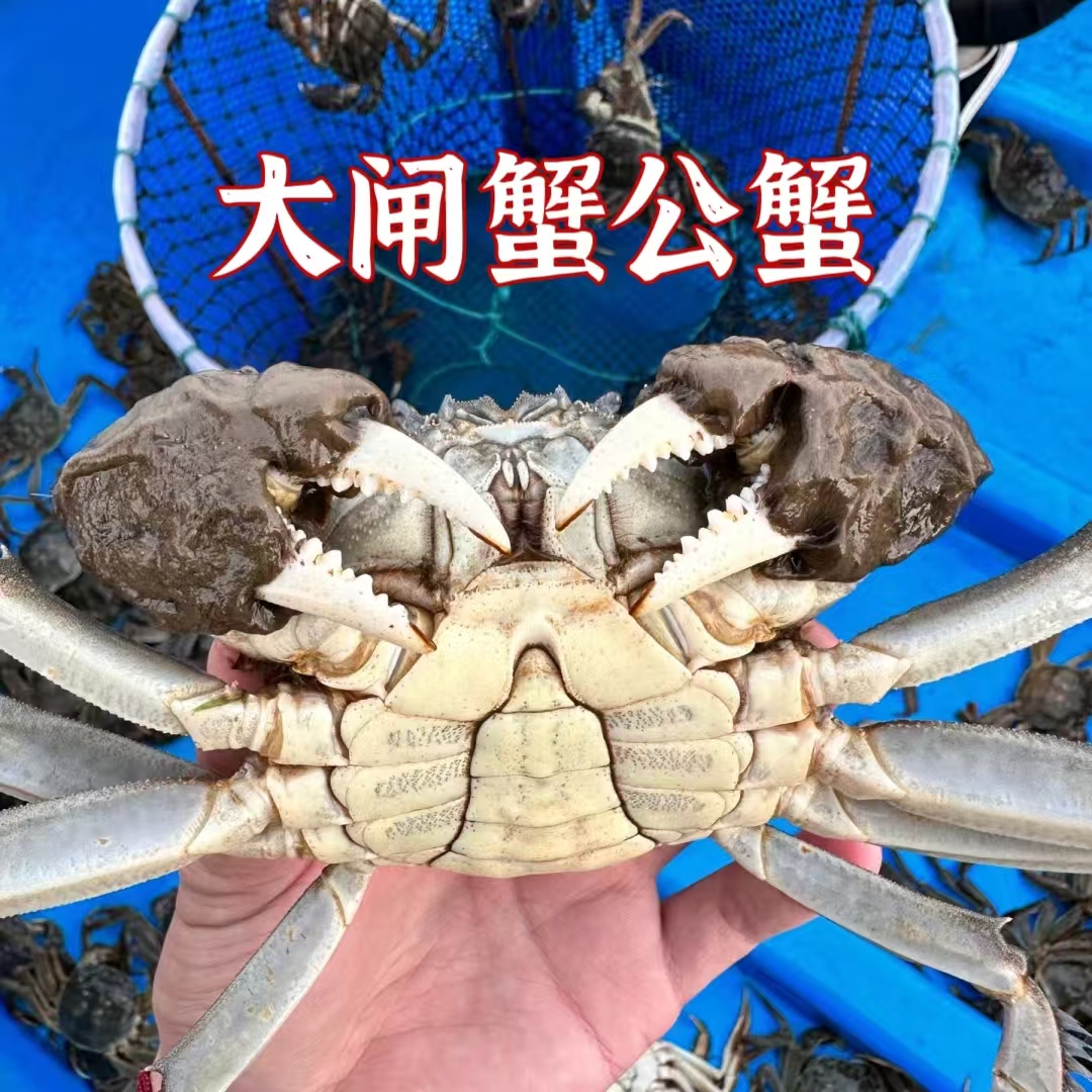 大公蟹2.8两-4.5两/只江苏大闸蟹有断爪现象介意勿拍签收10分钟死蟹包赔