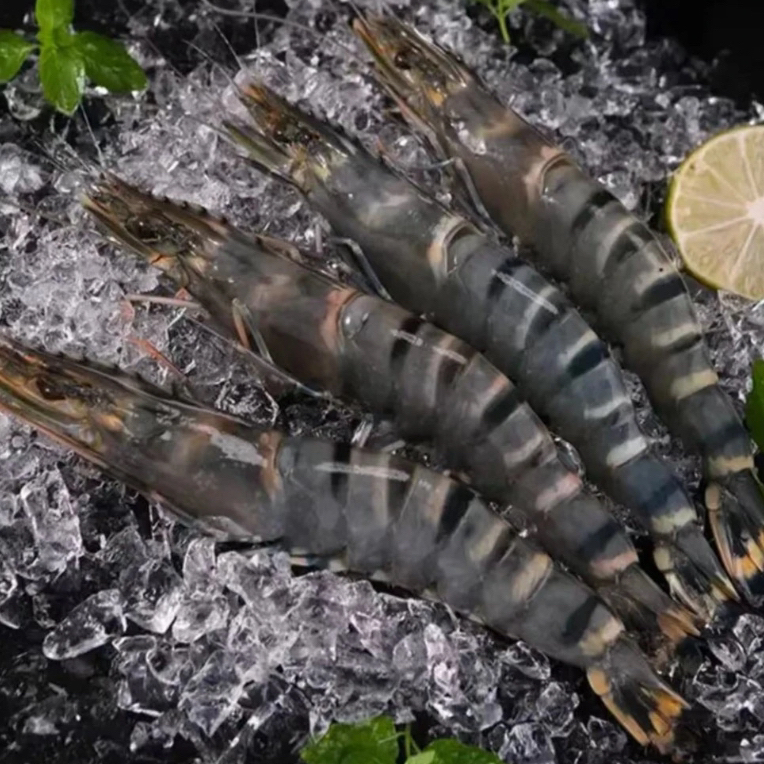 超大黑虎虾 16-20 规格 26只左右/盒 3斤装