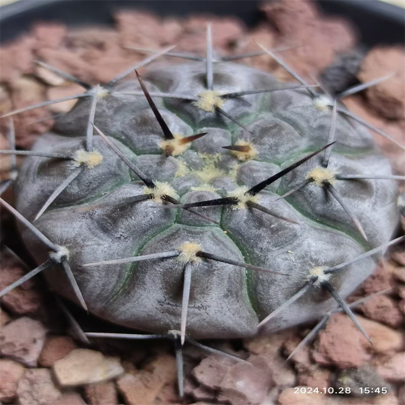 827萌球多肉植物园  长刺铅皮 实生  裸鄂属仙人球一物一拍