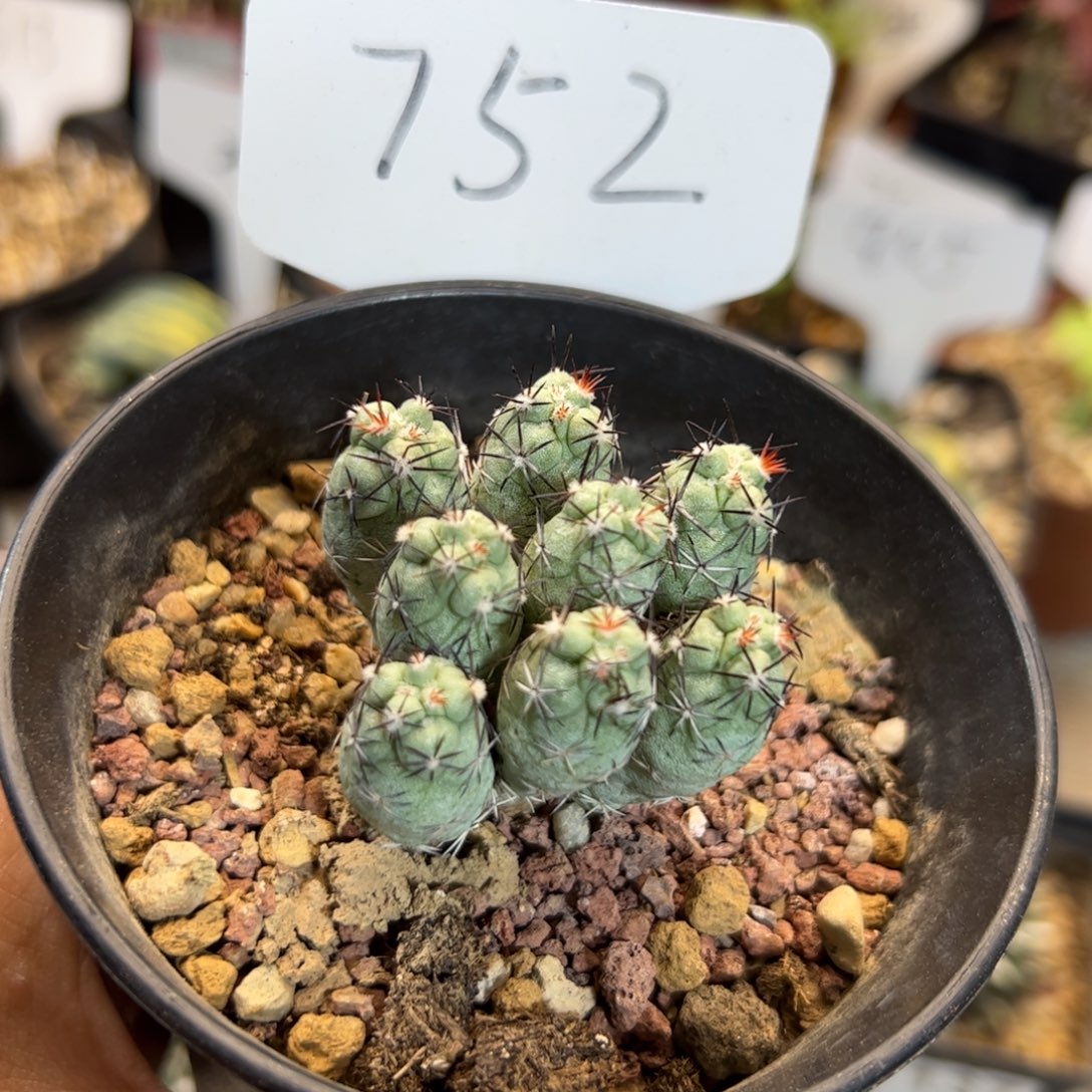 752 帝王丸群生。