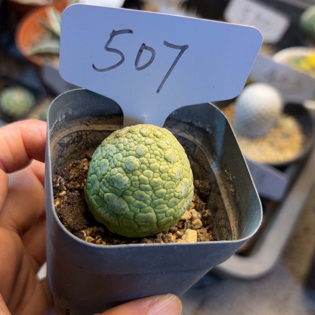 507 实生凝蹄玉3.5厘米