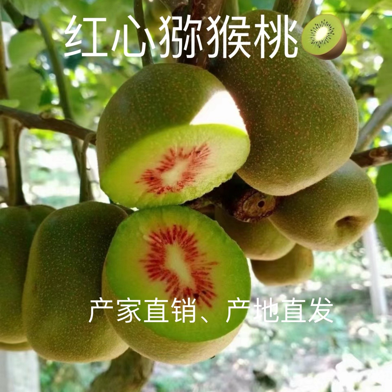 【放熟食用】云南屏边红心猕猴桃纯甜新鲜猕猴桃软糯多汁香甜包赔