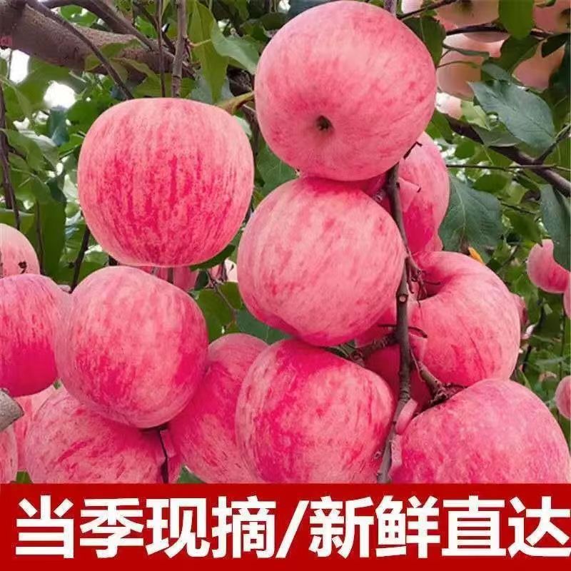 【超低价】陕西冰糖心红富士苹果当季水果新鲜