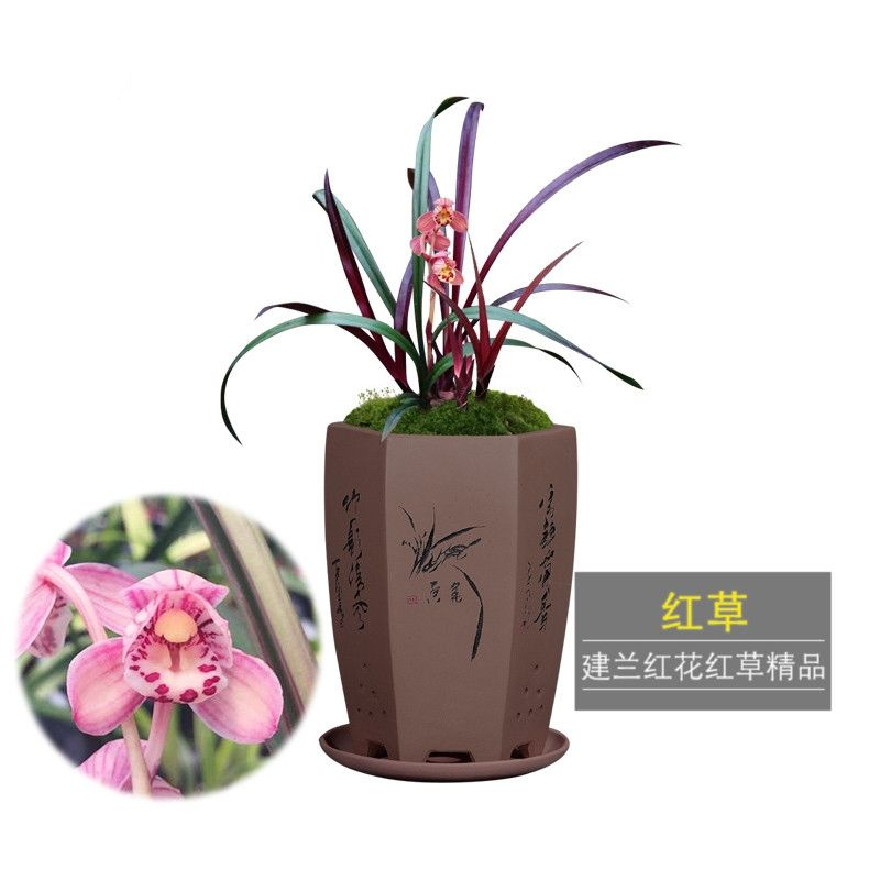 红草红荷建兰红花 浓香绿植阳台四季花卉植物