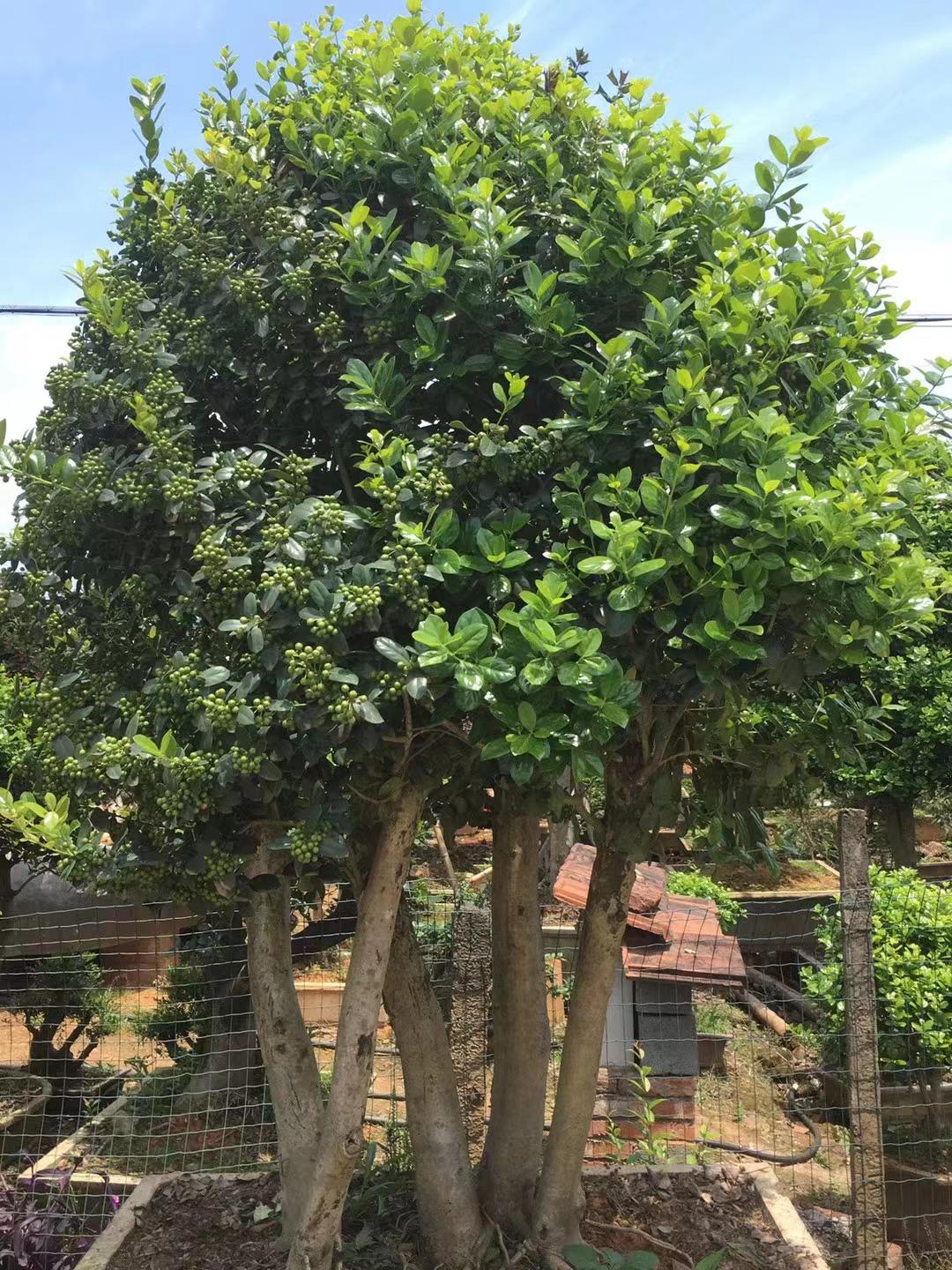 金玉满堂，无刺枸骨盆景景观树直播链接，冬季结红色果果盆栽