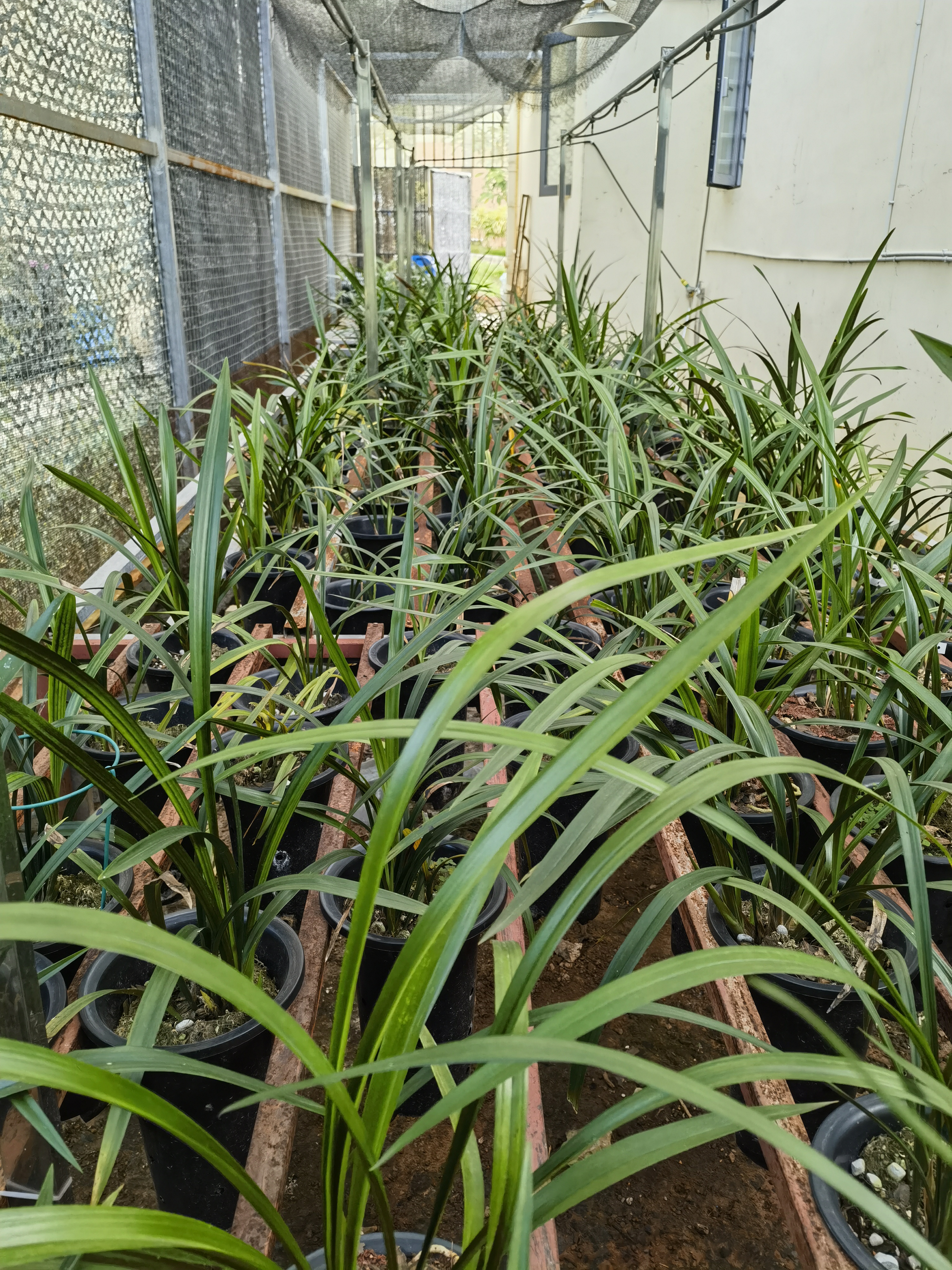  西双版纳秋榜兰系列