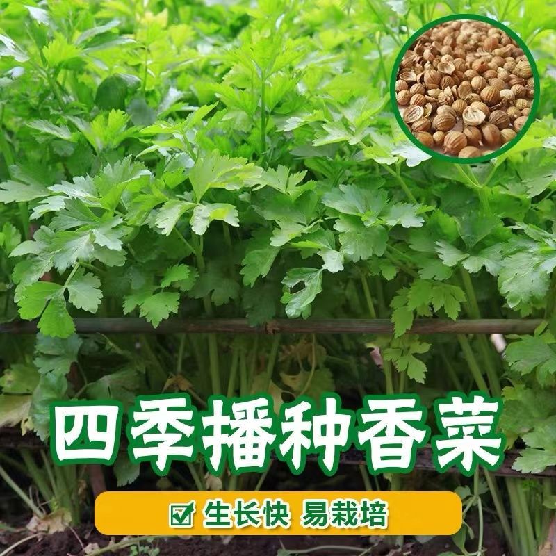 四季香菜种子阳台室内花卉盆栽庭院蔬菜种子四季种植香菜籽种子