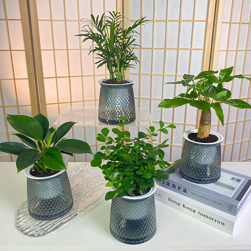 【买三送一】椰子金钻发财树文竹九里香栀子花绿植盆栽桌面绿植