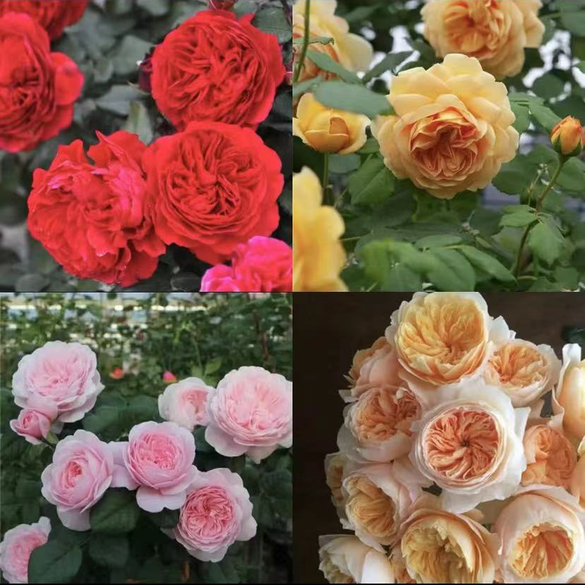 (九十九四棵)欧月红达+粉达+朱丽叶+黄金庆典四棵树桩月季