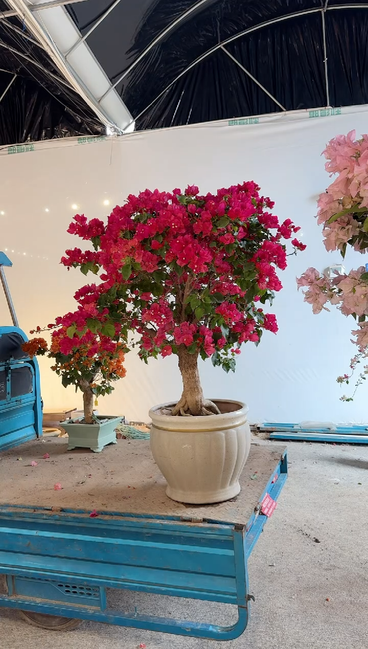 【闪购商品】盆景三角梅