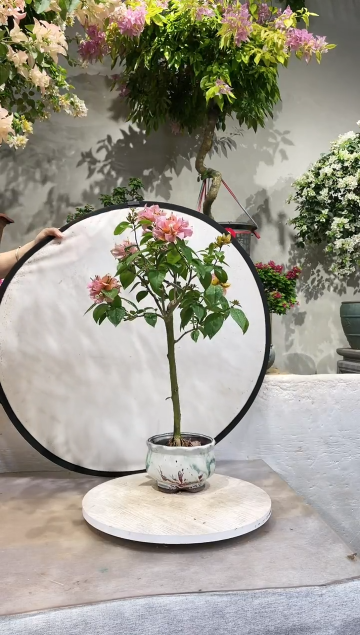 【闪购商品】盆景变色龙三角梅