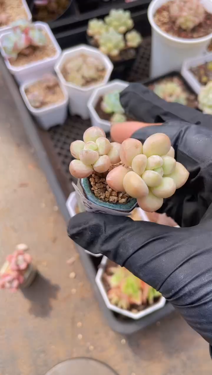 【闪购商品】495泡泡糖带盆土发