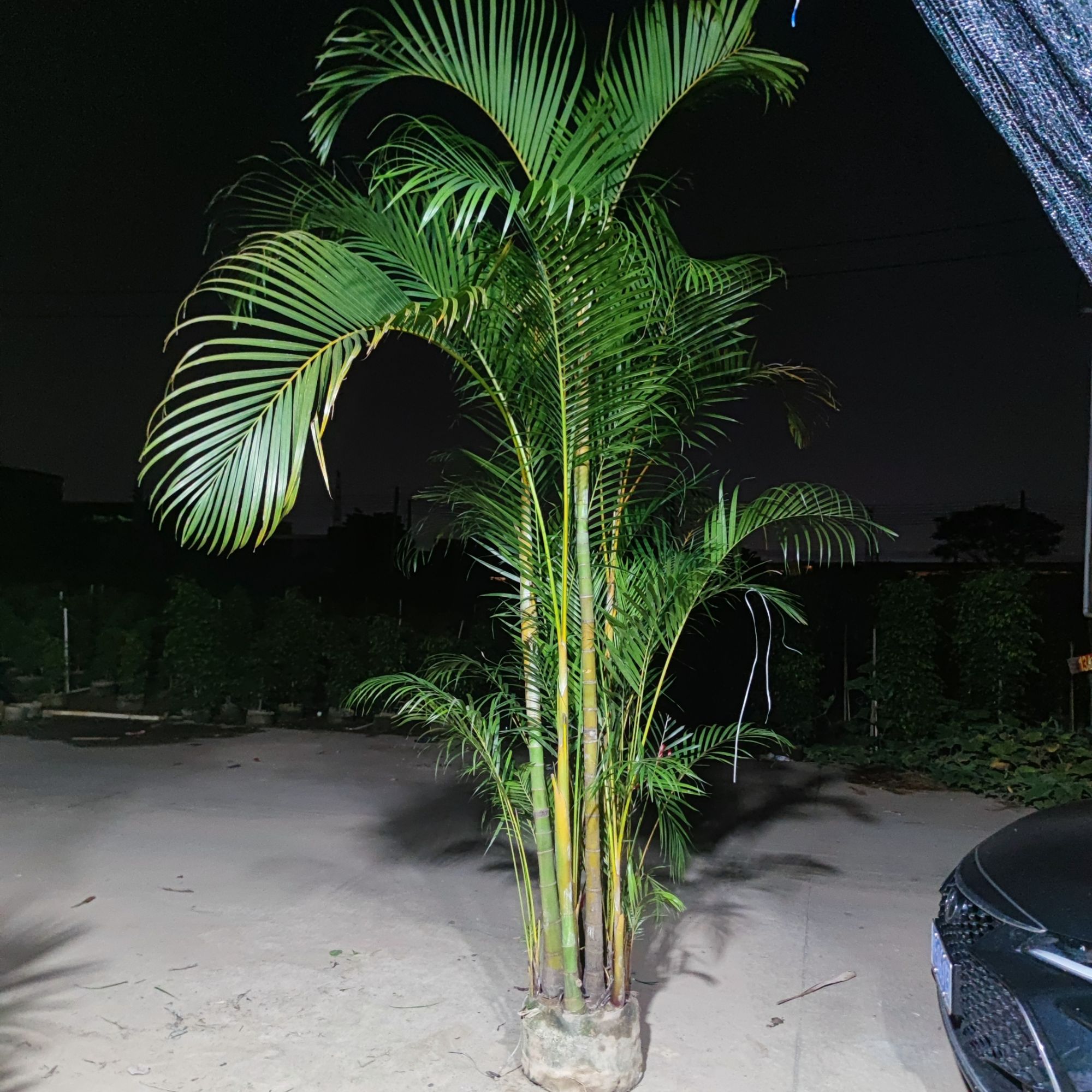 (一物一拍）散尾葵针葵狐尾椰子亚历山大椰室内外大型盆栽
