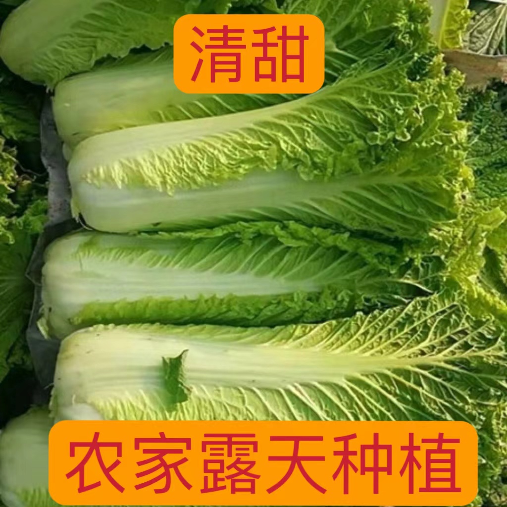 【贵州新鲜青口白菜】现砍现发高山露天种植火锅麻叶白菜当季白菜