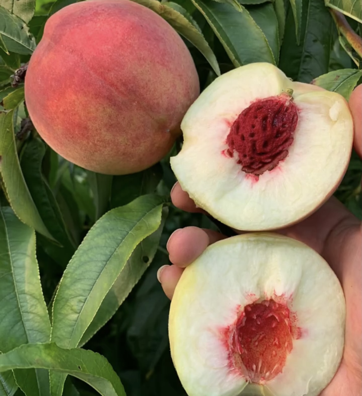 红蜜脆8月上旬离核1斤左右脆甜