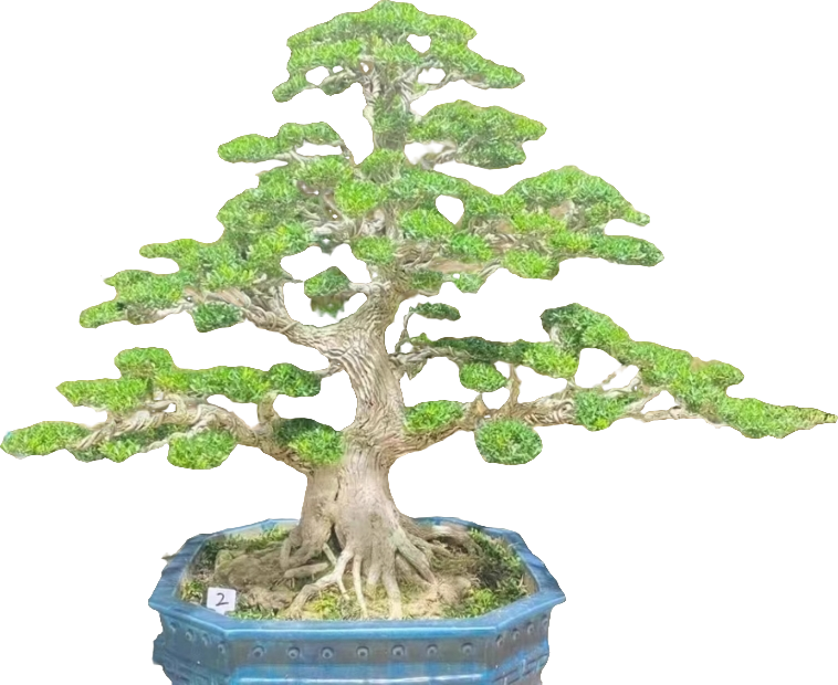 黄杨盆景素材常绿植物 （一物一拍链接，直播间选购，未选勿拍）