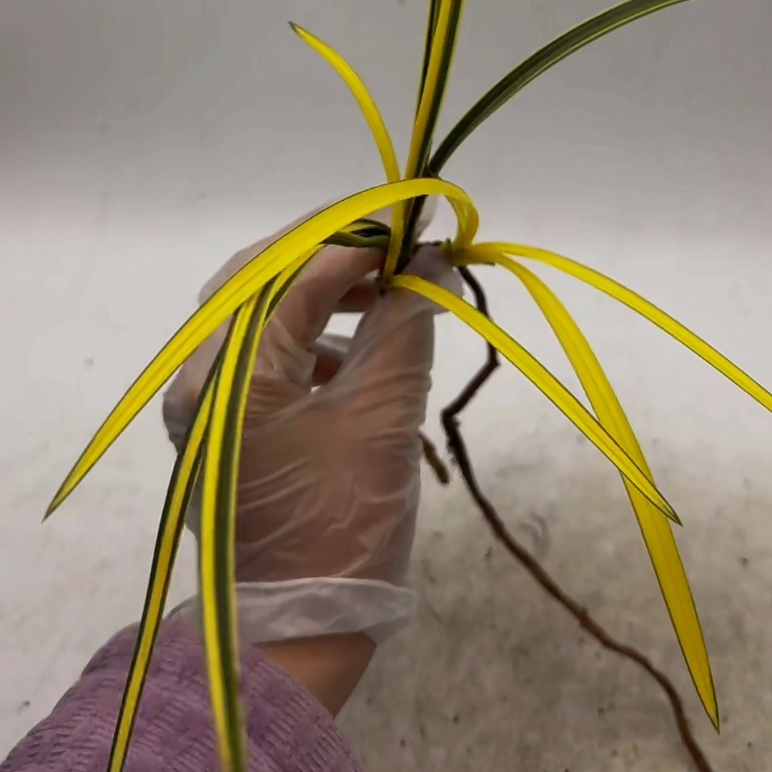 春兰惠兰送春连办兰花草