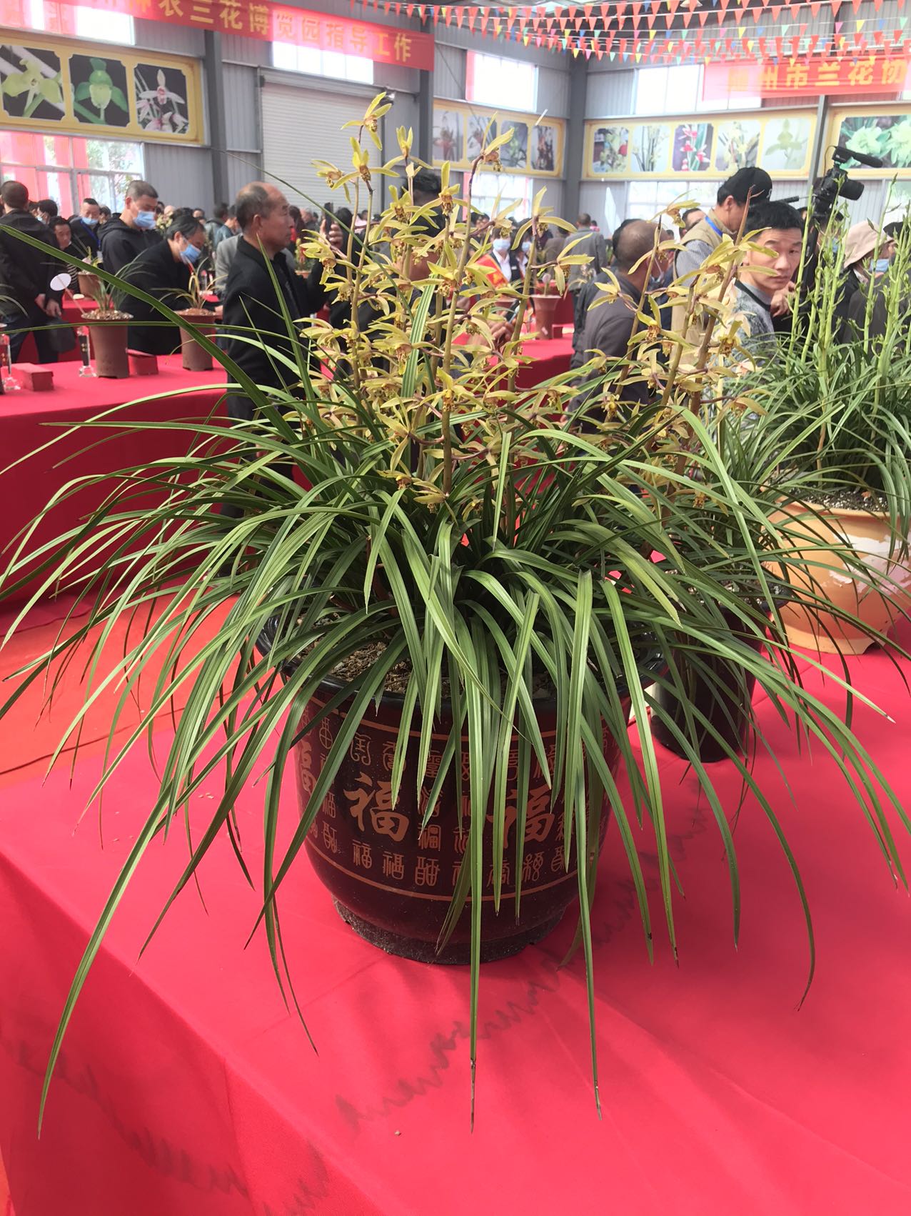 各种春兰蕙兰艺草艺花和盆景草