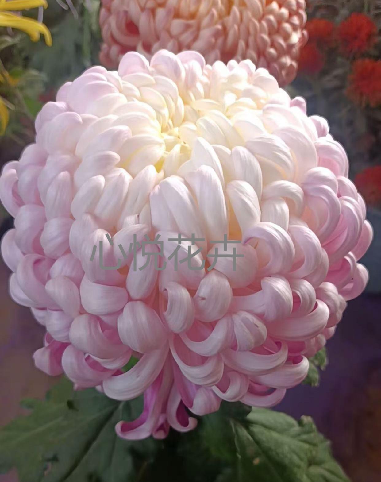 【国华·圣者】大花秋菊  阳台花园室内外盆栽地载易养菊花