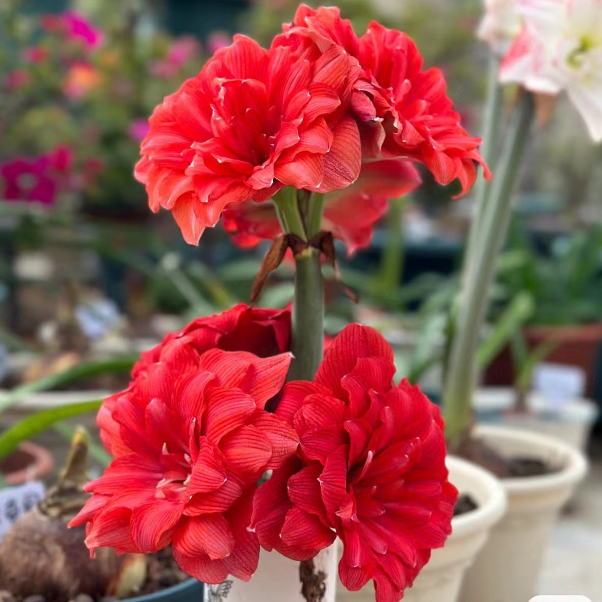 【卡罗琳娜～重瓣】秘鲁朱顶红种球