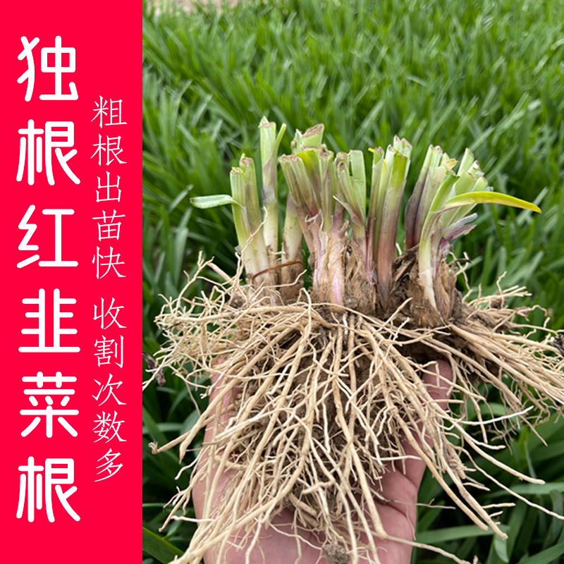 韭菜根苗紫根现挖韭菜根种四季宽叶阳台韭菜根包邮新鲜韭菜根庭院