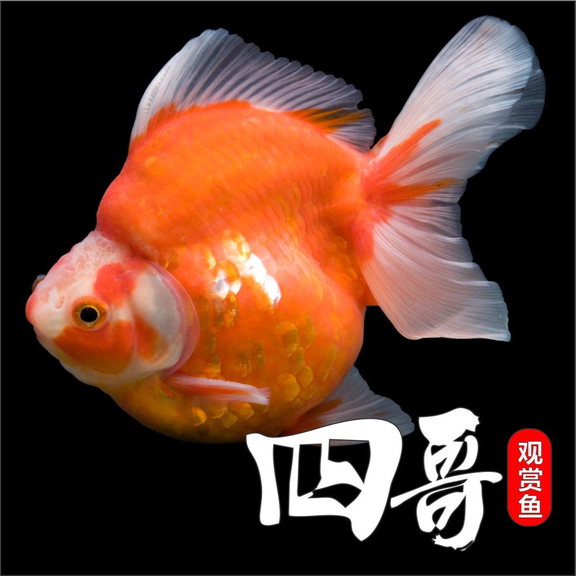 改价 金鱼观赏鱼冷水淡水鱼小鱼观赏鱼直播链接养鱼水族饲养混养