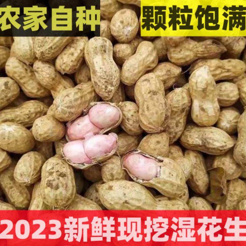 2023新鲜现挖湿花生泥巴鲜花生四粒红带壳小花生米粉皮水煮生花生