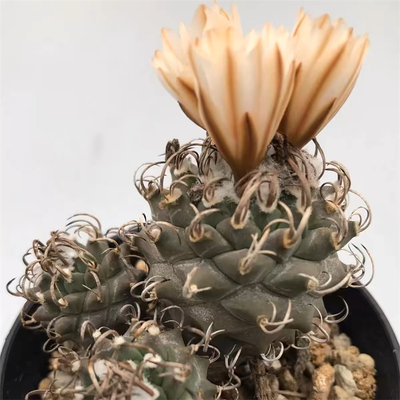 娇丽仙人球稀有品种实生开花娇丽属赤花桌面小盆栽直播间一物一拍