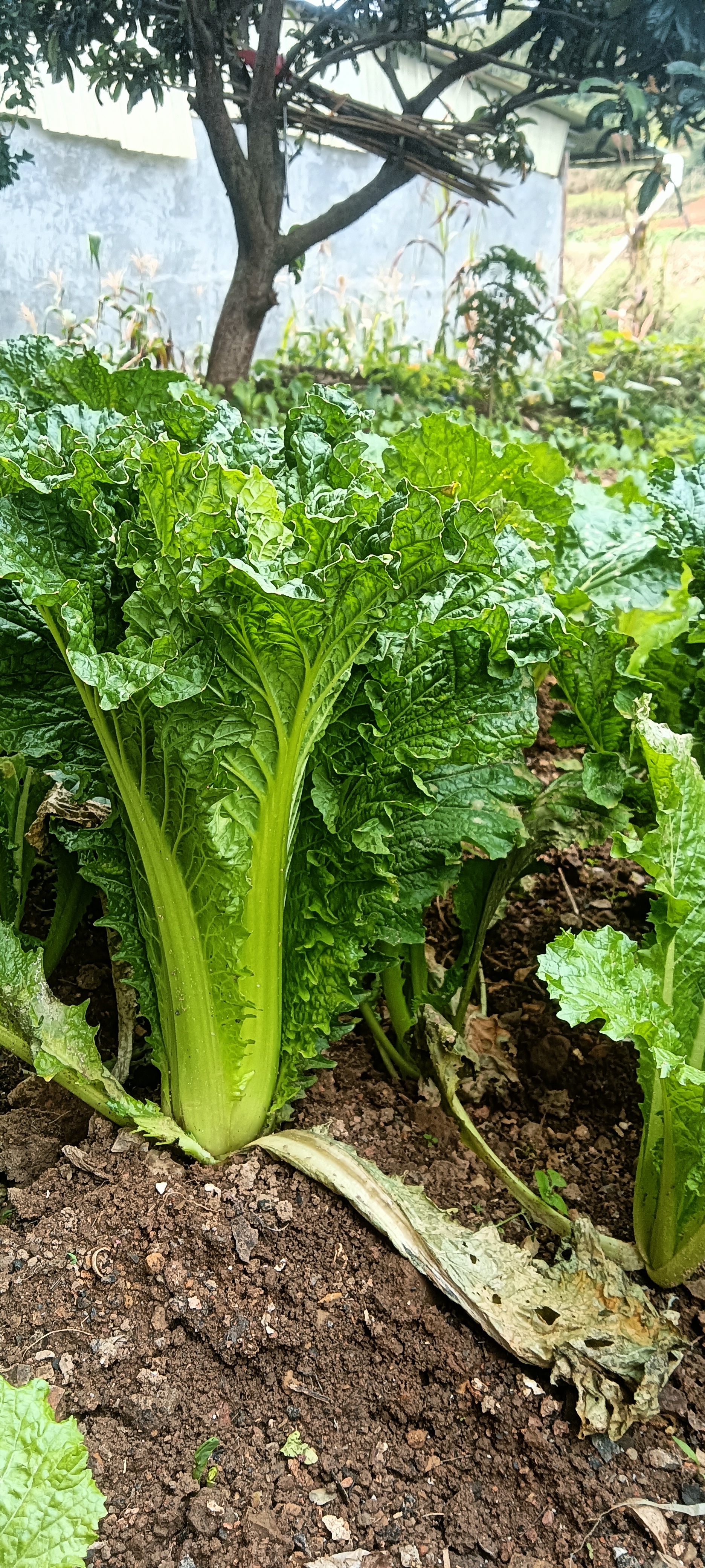 贵州大方本地白菜